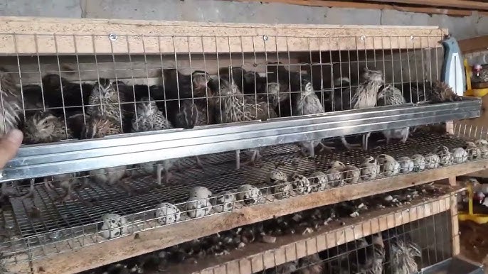 Жалаңаш жетілген әйелдің фотосы