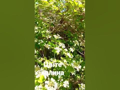 Цвіте калина при дорозі. - YouTube