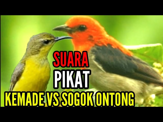 SOGOK ONTONG VS KEMADE SUARA KOMBINASI YANG TERBAIK  ( M&R Kicau mania) class=