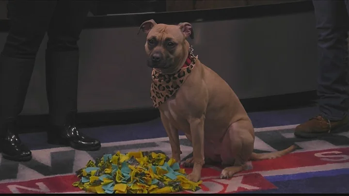 Learn new tricks during National Dog Training Educ...