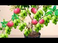 Mango tree reproduction method in apples is 100 successful in a short time  grafting mango tree