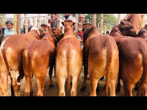 হাটে কাস্টমার না থাকাই একদম পানির দামে খামার উপযোগী শাহীওয়াল জাতের ষাঁড় বাচ্চা বিক্রি করছেন।�