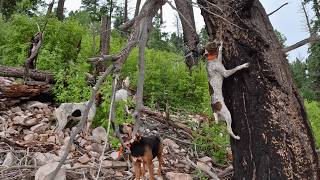 Insane BEAR Hunt: Rattlesnake, Rock Slides and Thunderstorms!!!