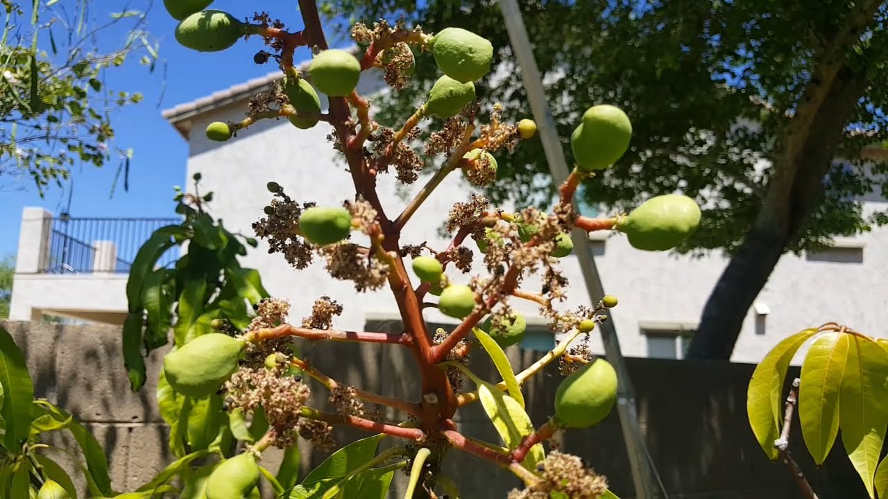 Manila Mango Fruiting in Phoenix, Arizona YouTube