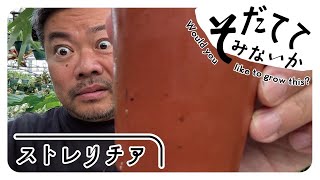 観葉植物　ストレッチア　引き取り希望　2m 観葉植物 ストレッチア 引き取り希望 2m 観葉植物 ストレッチア