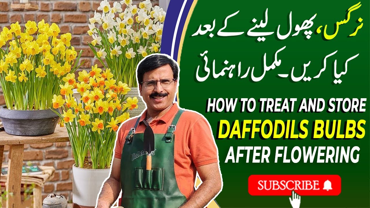 How To Treat And Store  Daffodils Bulbs After Flowering | Gardening With Javed Iqbal
