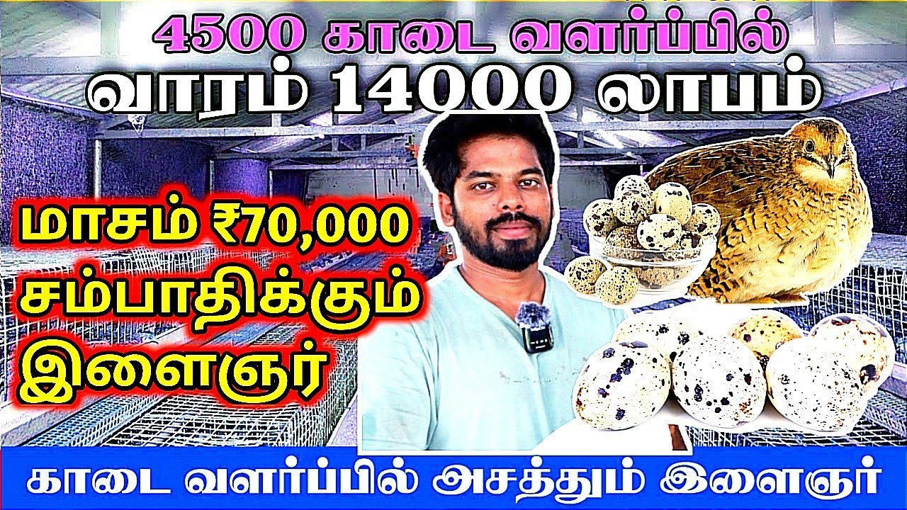 கோழி/காடை உற்பத்தியில் வாரம்₹14000 ✓மாதம்₹70000 சம்பாதிக்கும் நபர்✓Quail Farming in Tamil@psfarmers