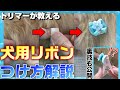 トリマーが教える『犬用リボン』のつけ方解説【５５時間目】