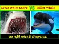 Killer Whale Vs Great White Shark कौन जीतेगा इन दोनों में से? / Shark vs Killer whale/A.K.Knowledge.