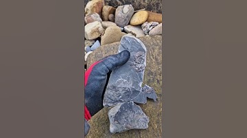 Cracking open ancient Rocks for Jurassic aged Ammonite treasures! 🌊🪨⚒️😍 #fossilhunting #shorts #sea