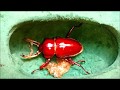Breeding beautiful Australian rainbow stag beetles at home. Pupae are turning into adult beetles.