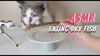 Cat eating Dry Fish ASMR by Daily DevRex 418 views 1 year ago 4 minutes, 3 seconds