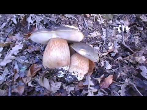 PASSIONE FUNGHI E