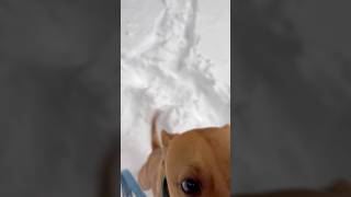 #snowydays #fyp #puppies #playtime #youtubeshorts