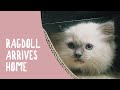 Nora the Ragdoll Kitten comes Home for the First Time