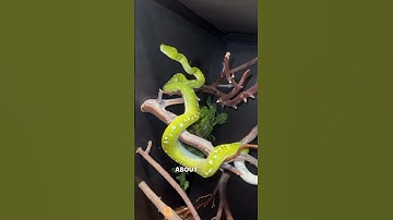 Green bean isn’t super grateful #gtp #aru #biak #greentreepython #python #pythons #snake #snakes