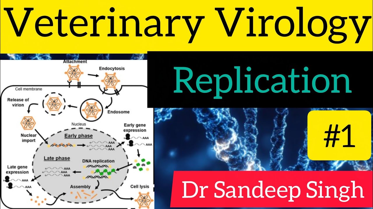 Replication Lect.1 || Veterinary Virology||Dr Sandeep Singh - YouTube