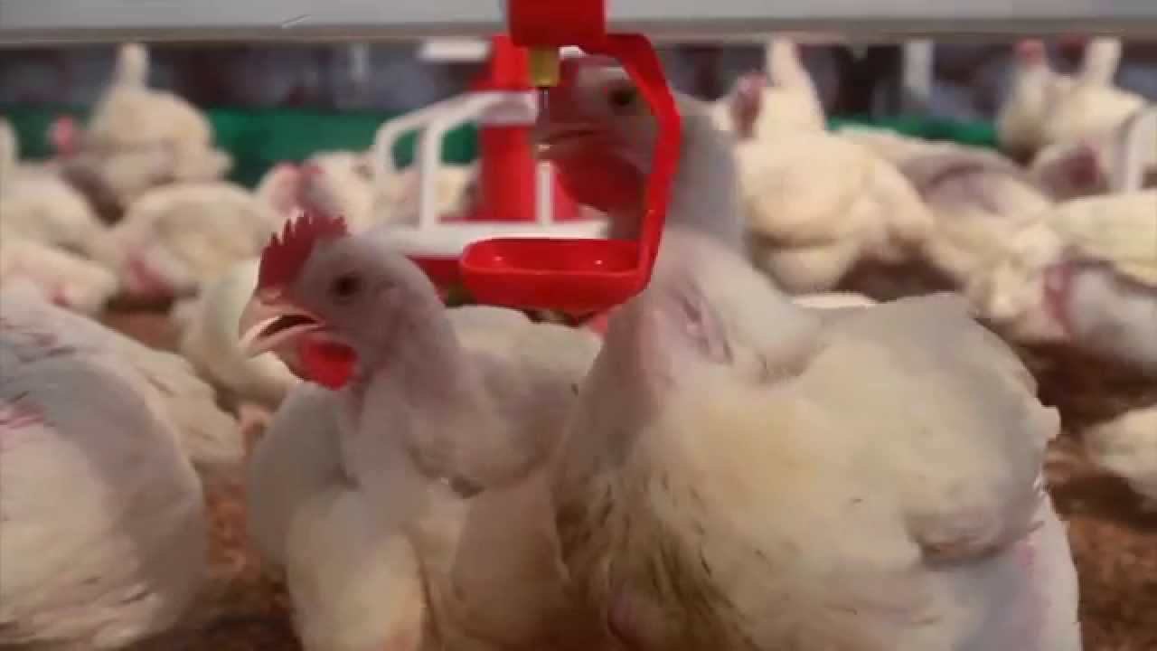 Kilco - preparaty przeznaczone dla przemysłu drobiarskiego