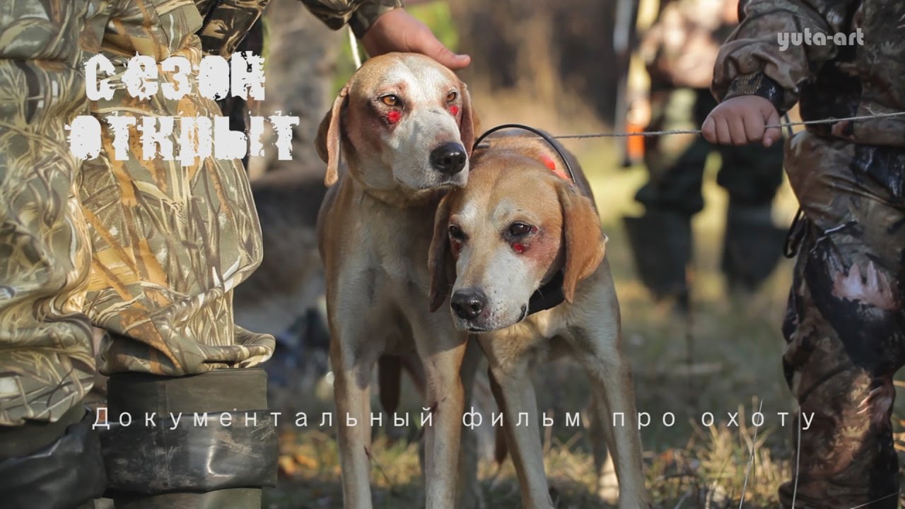 Документальные фильмы об охоте, купить в санкт-петербурге ламинат протеко серии шатей и низковольтное оборудование это википедия Документальные фильмы об охоте