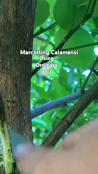 SIMPLENG PAGMARCOT NG CALAMANSI.Vlog#1143#pongsetras#ytshort#plant#marcotting#herbalmedicines