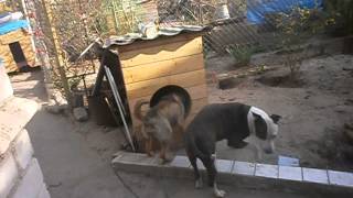 P4180324Кушугум мини приют P4180324Кушугум мини приют