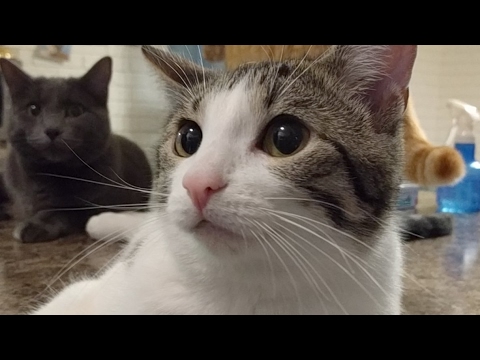 cats inn Kitten Close Up 2017-05-01