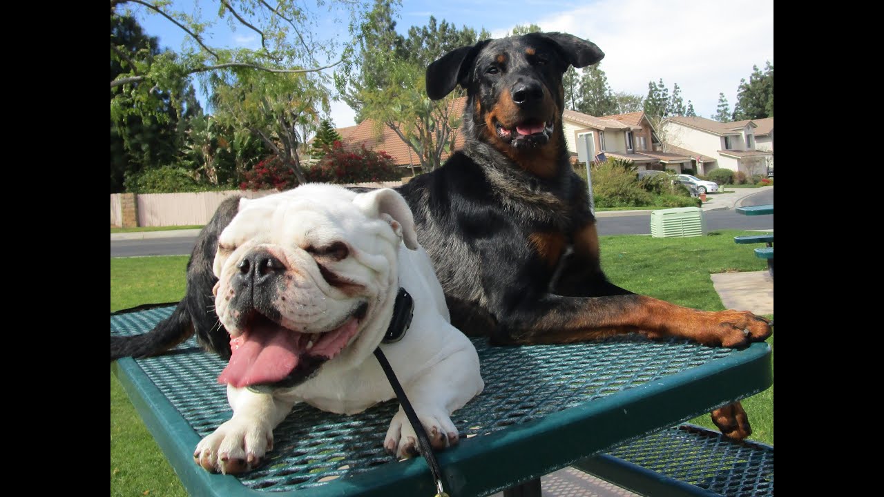 Aggression Rehab at Petsmart Real Dog Training Without Treats YouTube