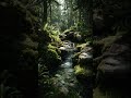 Forest Flow  Unlocking Inner Peace Through Hydrologic Harmony
