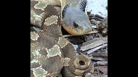 List of reptiles of Alabama | Wikipedia audio article