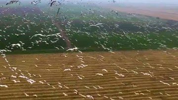 The Common Swift and the Western Wall