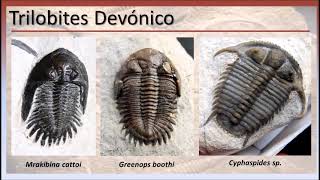 Los Trilobites