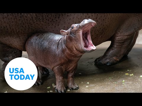 Baby hippo Fritz and his famous sister, Fiona, go for their first swim | USA TODAY