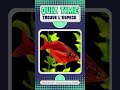 Quizz poisson : Test ton niveau 🐠🤗 #fish