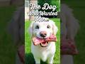 🐶 A greedy dog learned that wanting too much can make you lose everything 🍖💭A³ Wonder Tales