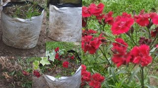 How to Grow Sweet William (Dianthus) | Beautiful Red Garden Flower .