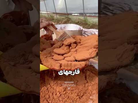 راز پودر جاودانگی که علم تازه کشفش کرده