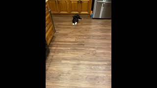 Maddy learning new tricks!