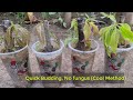 Cool Method l Mango Propagation from Cutting l Quick Budding No Fungus