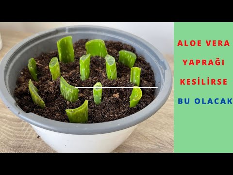 Yaprak Kesilerek Aloe Vera Dikme /Aloe Vera Yapraktan Çoğaltma Ve Sonuçları/Aloe Vera