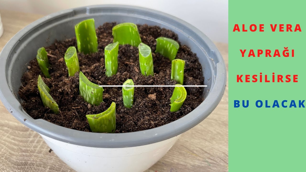 Yaprak Kesilerek Aloe Vera Dikme /Aloe Vera Yapraktan oaltma Ve  Sonular/Aloe Vera