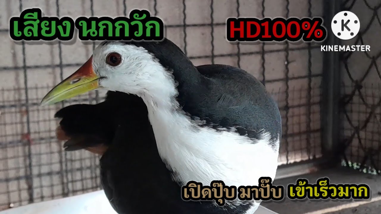 เสียงนกกวัก ต่อเข้าเร็วมาก #นกกวัก  #เสียงนกกวัก 