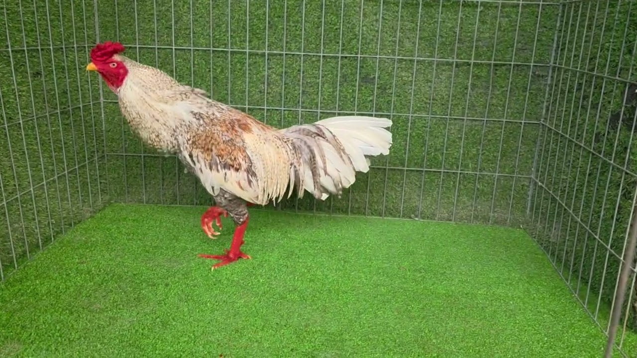 Cuu .trag 3k bon me vip ae hop mat lh.0983415449