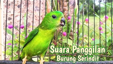 Serindit Manapun akan Nyaut mendengar pancingan bunyi Burung SERINDIT MEMANGGIL Seperti ini