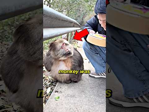 This Monkey Was Too Polite #shorts