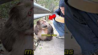 This Monkey Was Too Polite