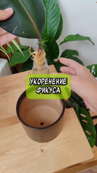 Посадила лист фикуса #комнатныерастения #plants #домашниецветы # ...