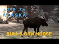 Bull and Cow Moose in Alaska