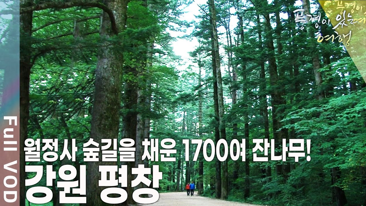 높고 푸른 대관령의 삼양 목장, 평균 수령 80년이 넘는 전나무가 빼곡한 월정사 숲길 등 메밀꽃 향기에 담은 가을 강원 평창 [풍경이 있는 여행 KBS 20101008 방송]