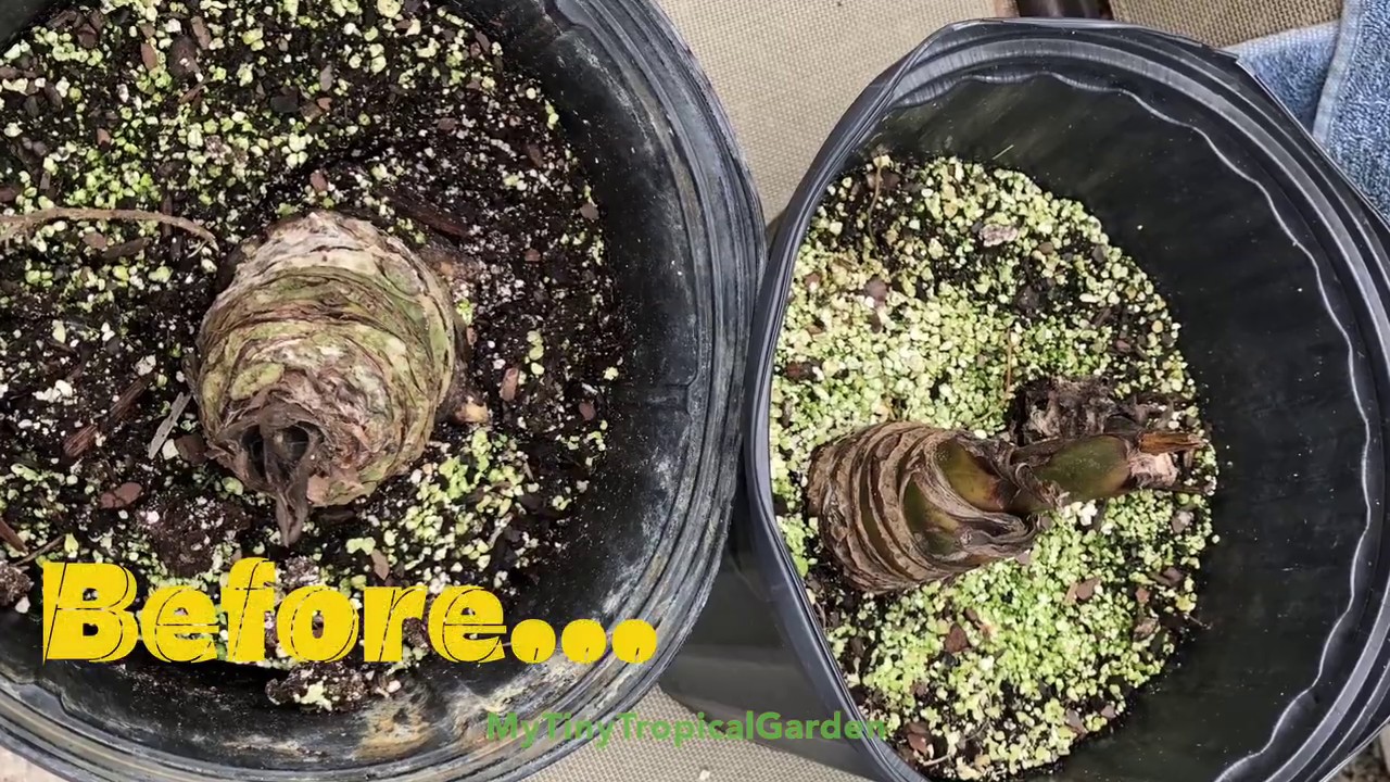 Treating Root Rot Rescueing Tacca Chantrieri Bat Plants In My Tiny Tropical Garden Youtube