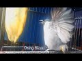 Masteran Kutilang Gacor Garuda Ini Ampuh Bikin Burung Macet Jadi Gak Bisa Diam Mp3 - Mp4 Download